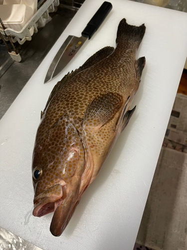 オオモンハタの釣果