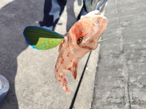 ホウボウの釣果