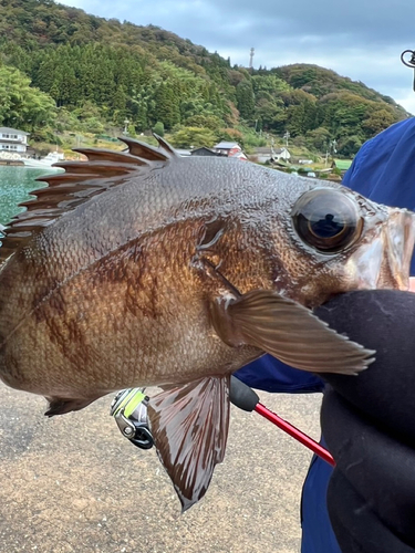 クロメバルの釣果