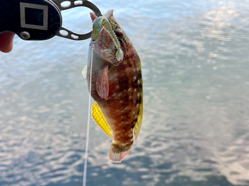 ホシササノハベラの釣果