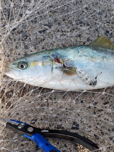 ヤズの釣果