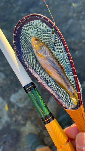 カワムツの釣果