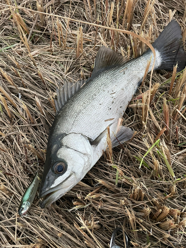 スズキの釣果