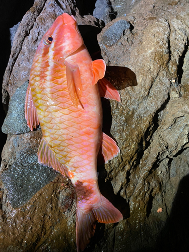 ホウライヒメジの釣果