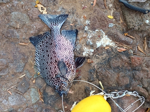 イシガキダイの釣果