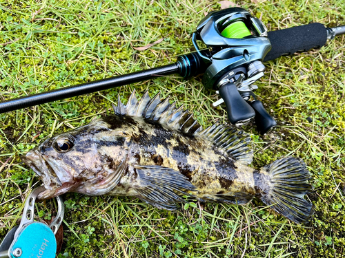 タケノコメバルの釣果