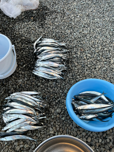 サンマの釣果