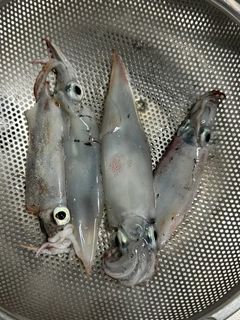 ヤリイカの釣果