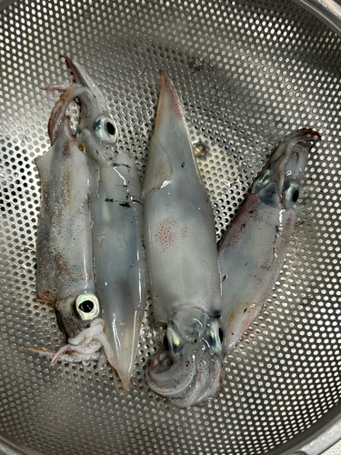 ヤリイカの釣果