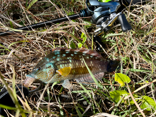 ホシササノハベラの釣果