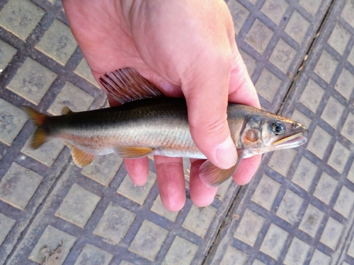 アユの釣果