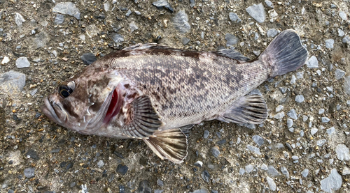 クロソイの釣果