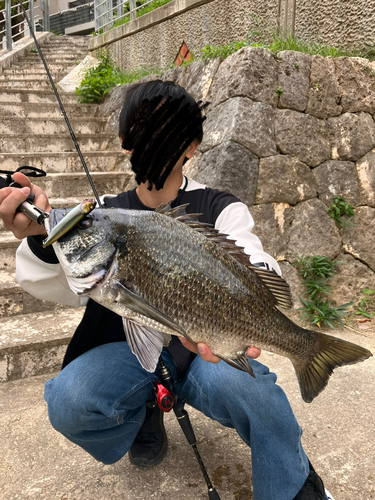 チヌの釣果