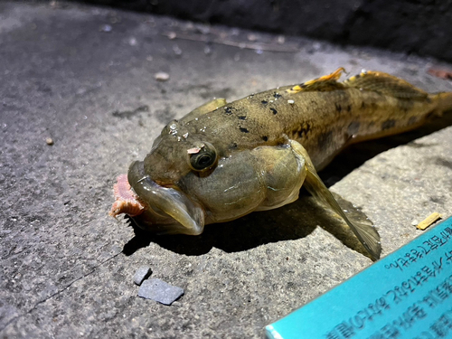 ハゼの釣果