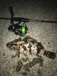 ベッコウゾイの釣果