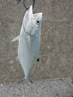 ミナミイケカツオの釣果