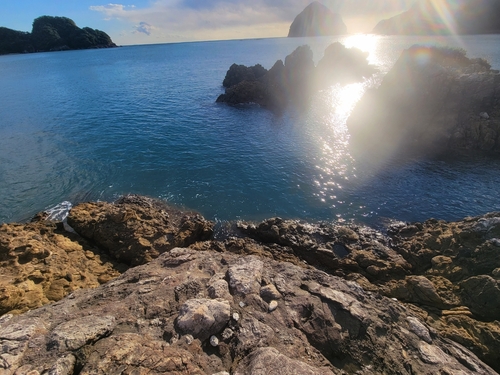 アカハタの釣果