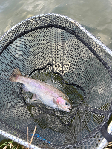 ホウライマスの釣果