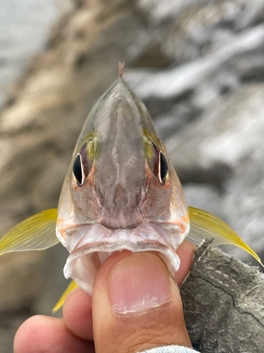 オキフエダイの釣果