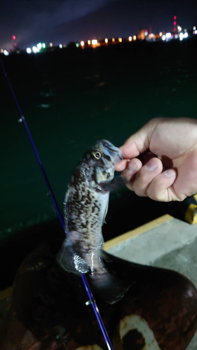 ソイの釣果