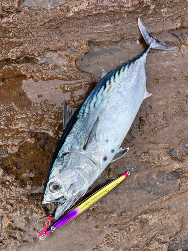 スマカツオの釣果