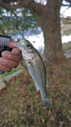 セイゴ（マルスズキ）の釣果