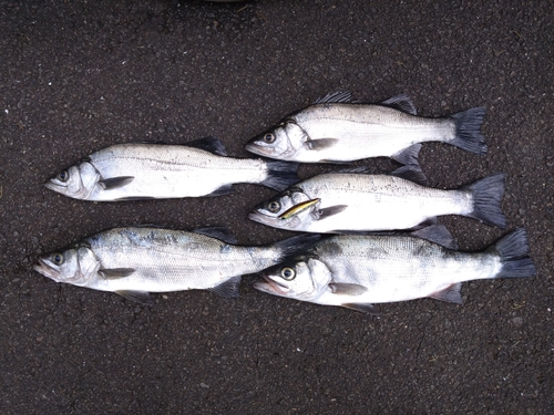 ヒラスズキの釣果