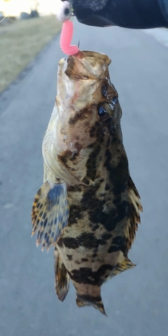 ベッコウゾイの釣果