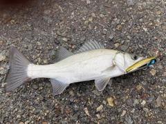 ヒラスズキの釣果