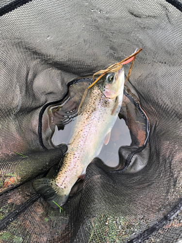 ニジマスの釣果