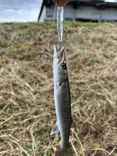 カマスの釣果