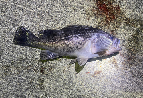 クロソイの釣果