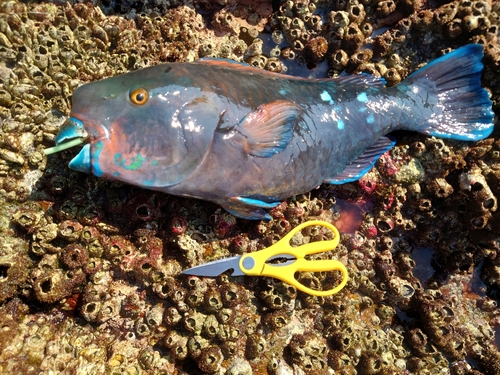 アオブダイの釣果