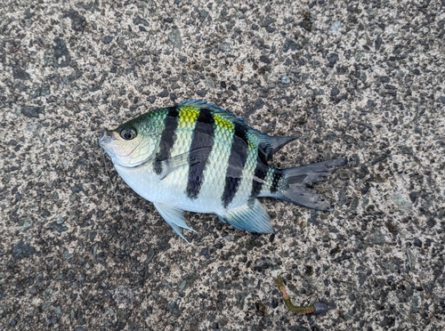 オヤビッチャの釣果