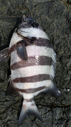 イシダイの釣果