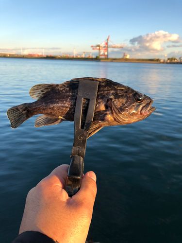 クロソイの釣果