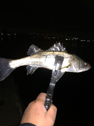 セイゴ（マルスズキ）の釣果