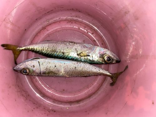 ゴマサバの釣果