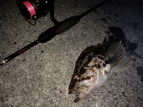 ベッコウゾイの釣果