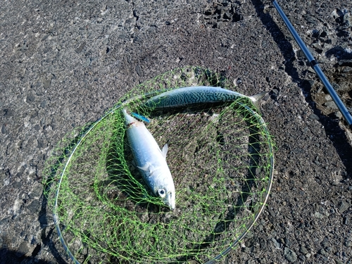 サバの釣果