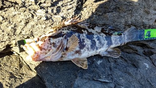 タケノコメバルの釣果