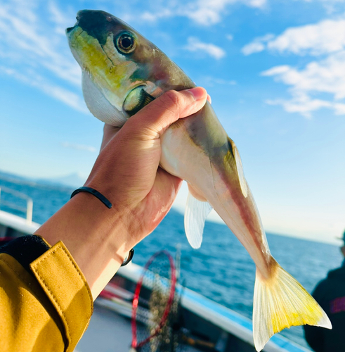 シロサバフグの釣果