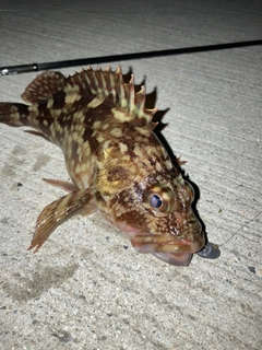 アラカブの釣果