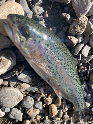 ニジマスの釣果