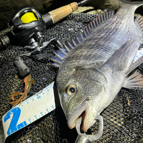 クロダイの釣果