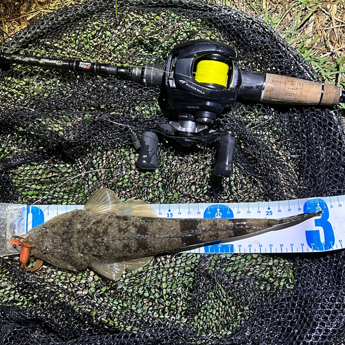 マゴチの釣果