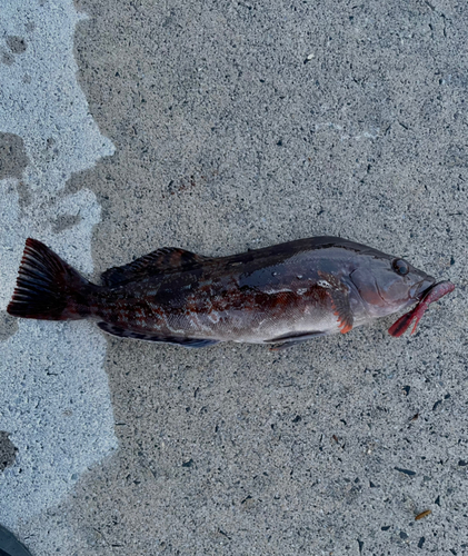 アイナメの釣果