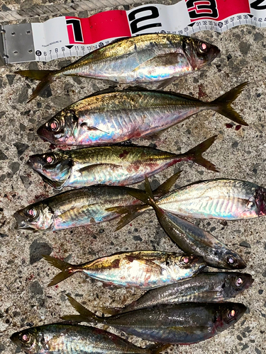 アジの釣果