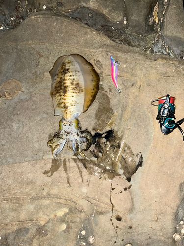 アオリイカの釣果