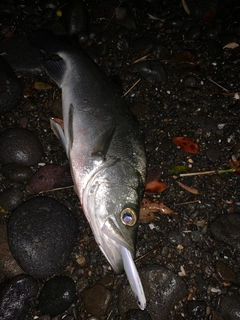 ヒラスズキの釣果